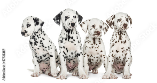 Fototapeta Naklejka Na Ścianę i Meble -  Group of Dalmatian puppies sitting, isolated on white