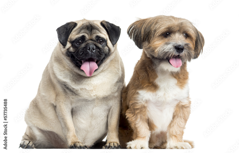 Fototapeta premium Lhassa apso and Pug sitting, panting, isolated on white