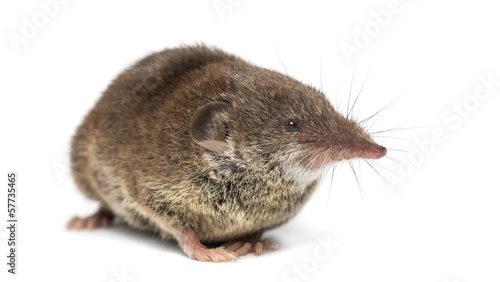 White-toothed shrew, isolated on white © Eric Isselée