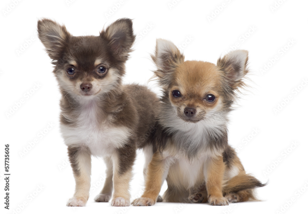 Two Chihuahuas next to each other, isolated on white