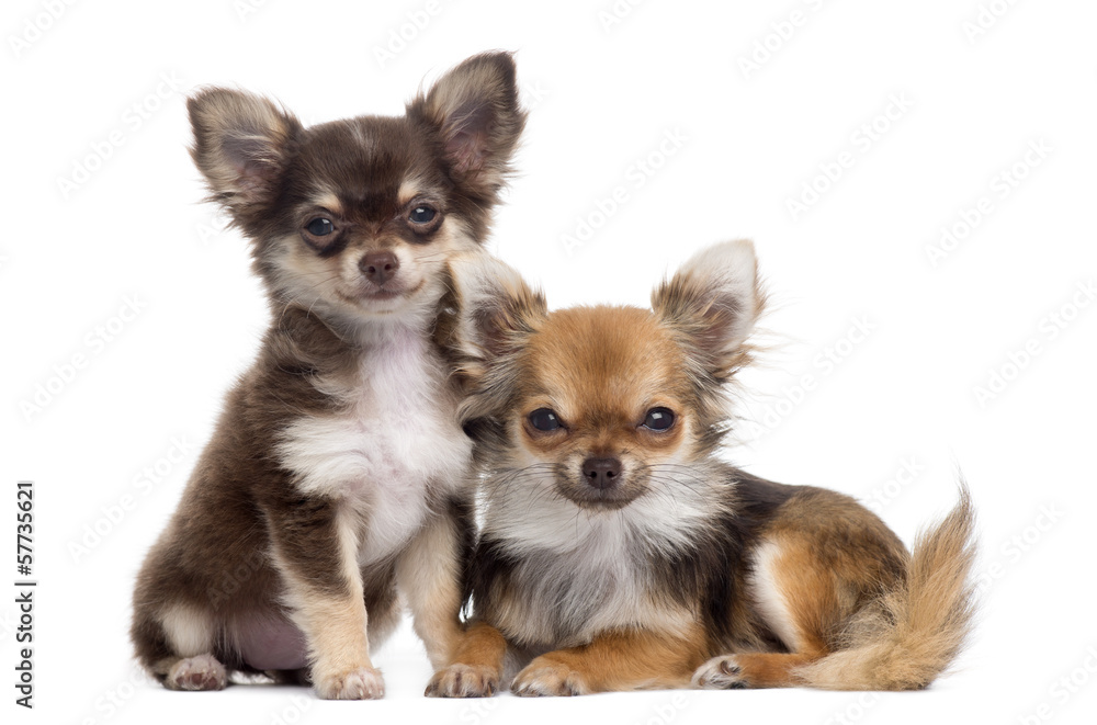 Two Chihuahuas next to each other, isolated on white Two Chihuahuas next to each other, isolated on white