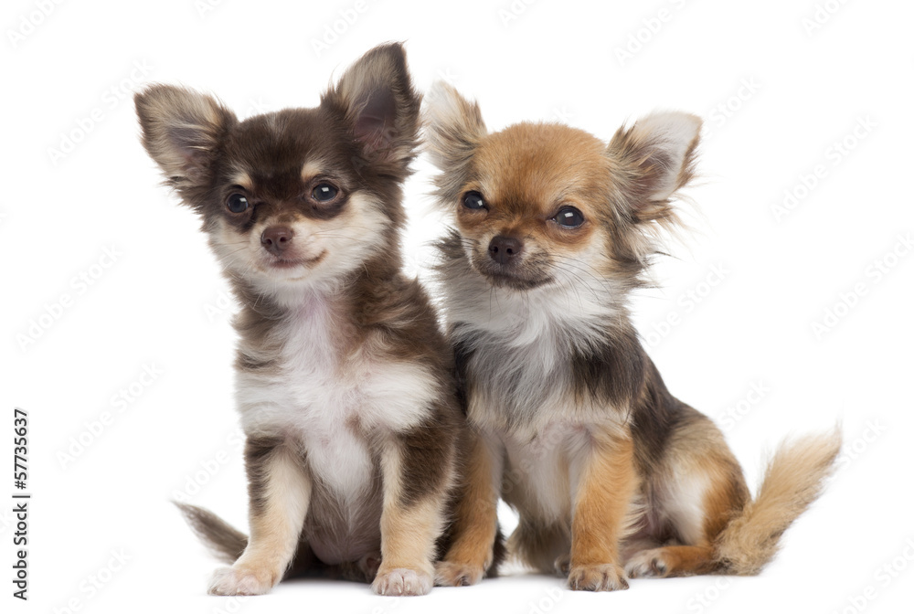 Two Chihuahuas next to each other, isolated on white