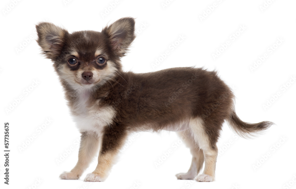 Side view of a Chihuahua standing, isolated on white