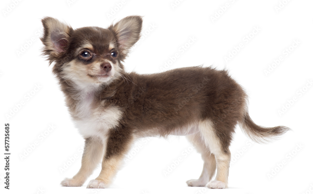 Side view of a Chihuahua standing, isolated on white Side view of a Chihuahua standing, isolated on white