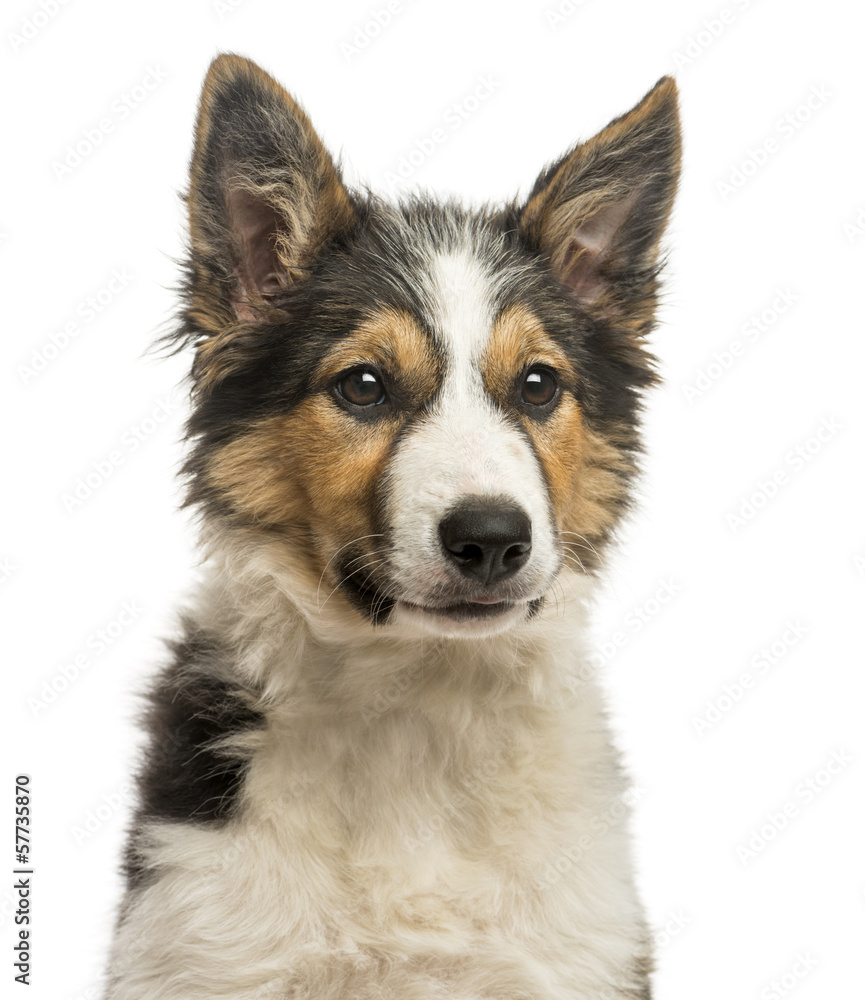 Close-up of a Border collie, isolated on white