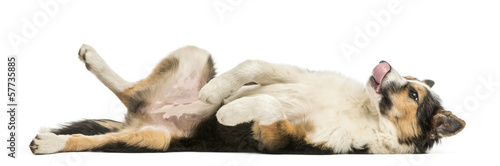 Canvastavla Side view of a Border collie lying on its back, submissive
