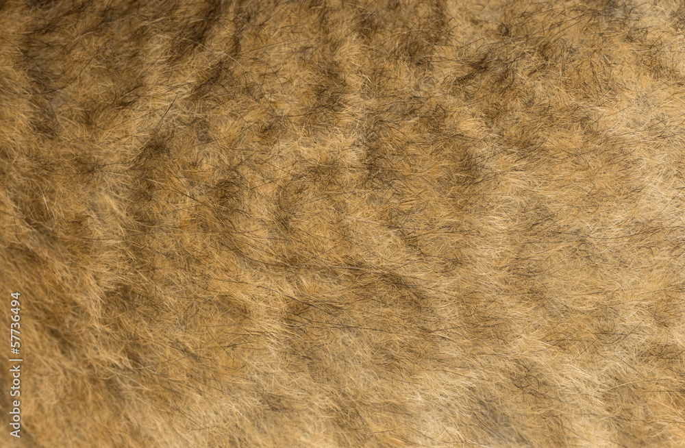 Naklejka premium Macro of a Lion cub's fur, 16 days old