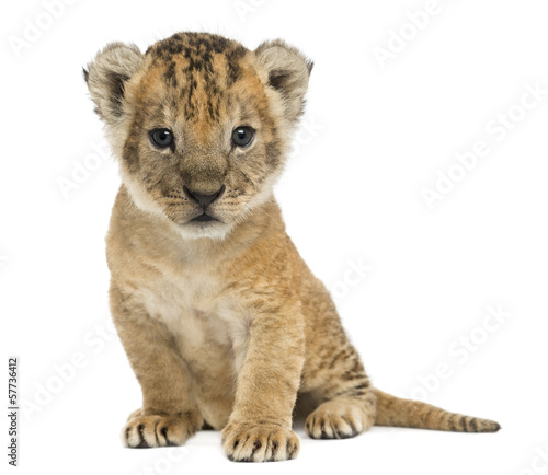 Lion cub sitting, looking at the camera, 16 days old, isolated