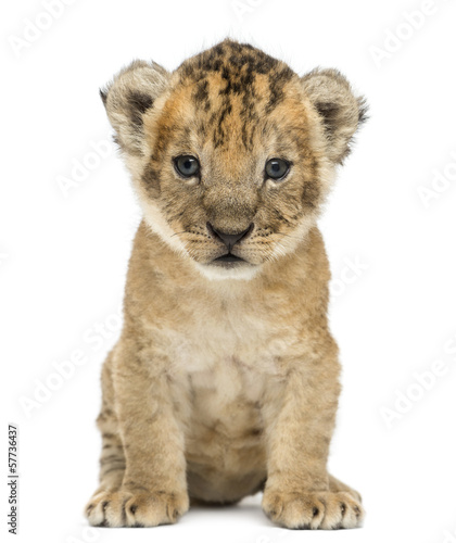 Fototapeta Naklejka Na Ścianę i Meble -  Lion cub, 4 weeks old, isolated on white