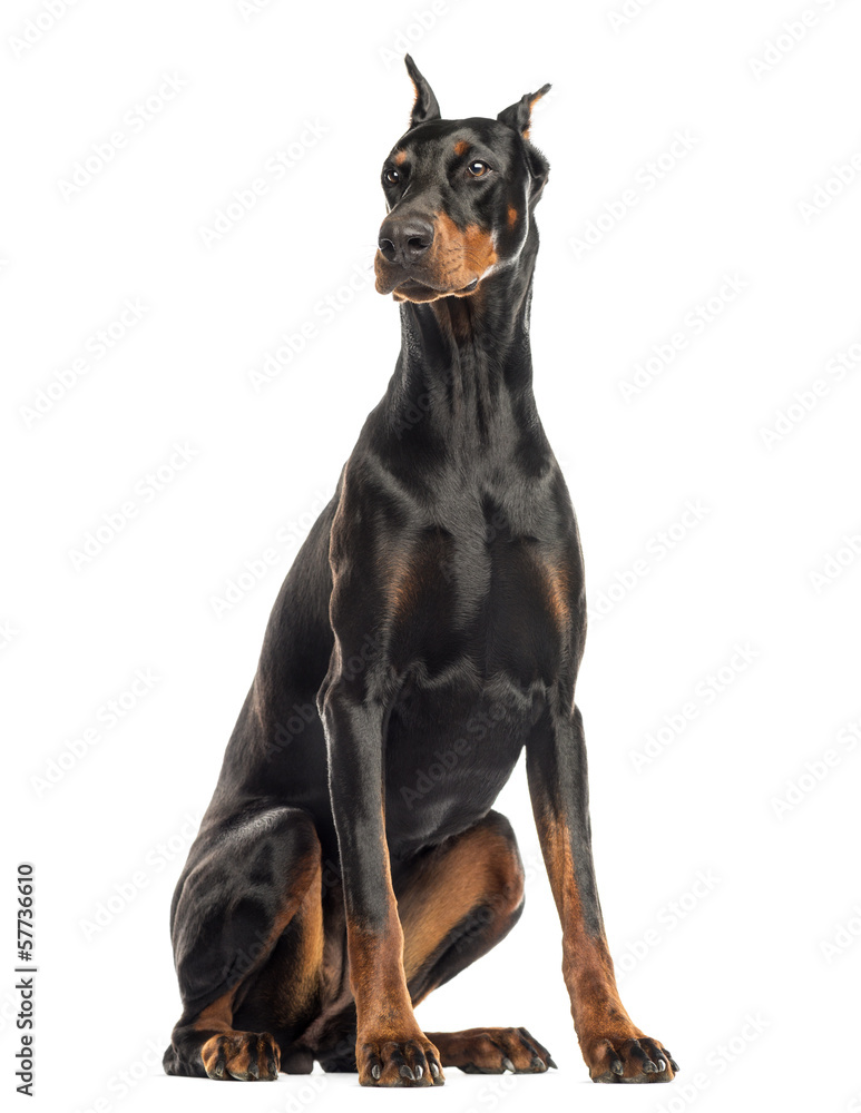 Doberman Pinscher sitting, looking away, isolated on white
