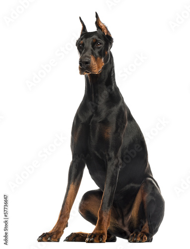 Tableau sur toile Doberman Pinscher sitting, isolated on white