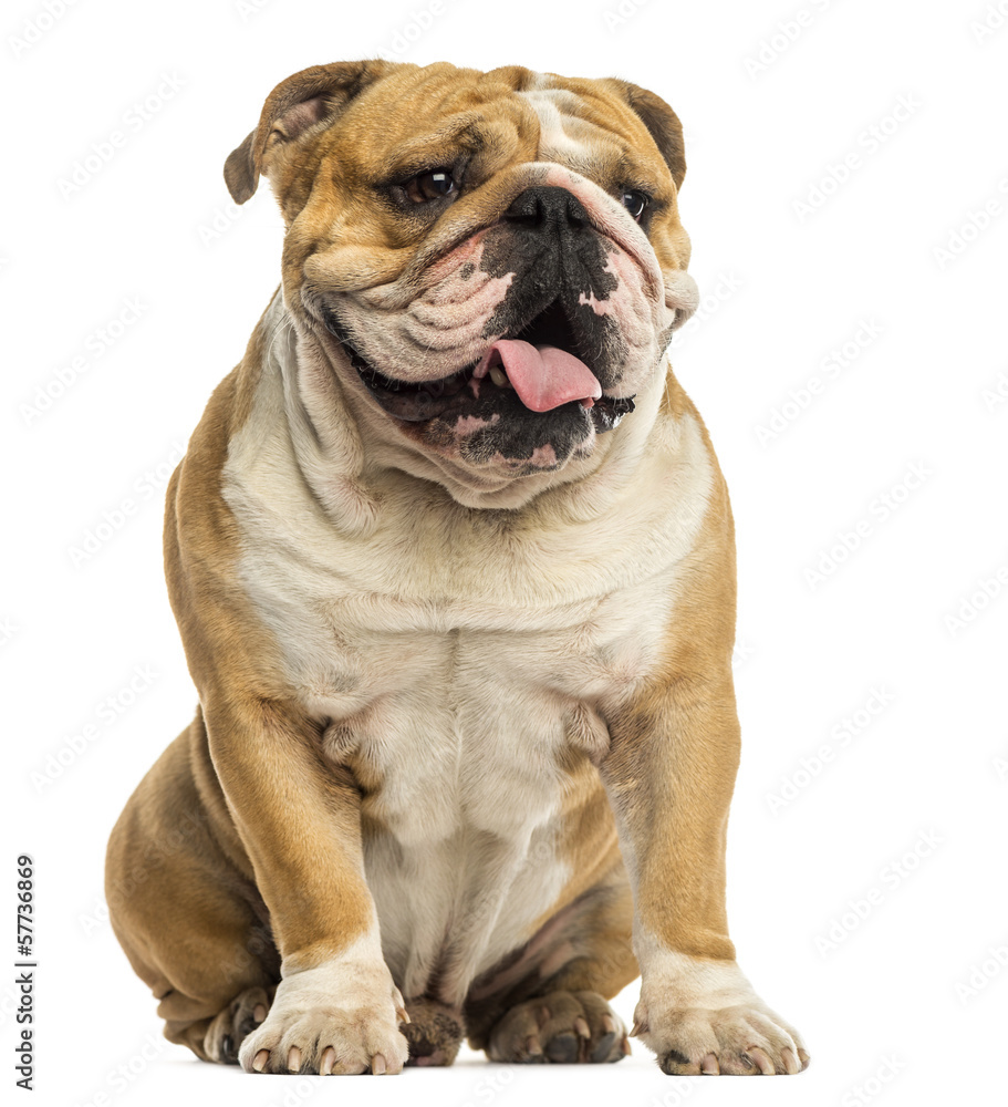 English Bulldog sitting, panting, isolated on white English Bulldog sitting, panting, isolated on white
