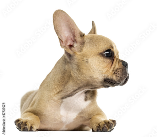 French Bulldog puppy lying down, looking away, isolated on white