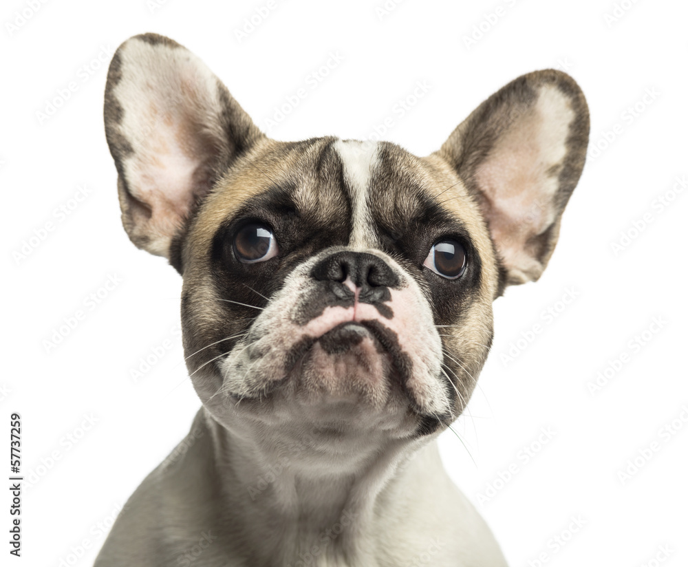 Close-up of a French Bulldog, isolated on white