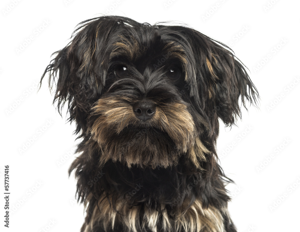 Close-up of a Yorkshire terrier puppy, looking at the camera