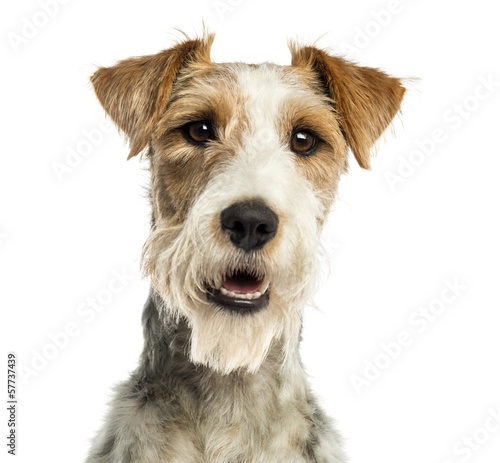 Photography Close-up of a Fox terrier facing, panting, isolated on white