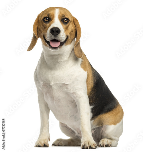 Beagle sitting, panting, isolated on white