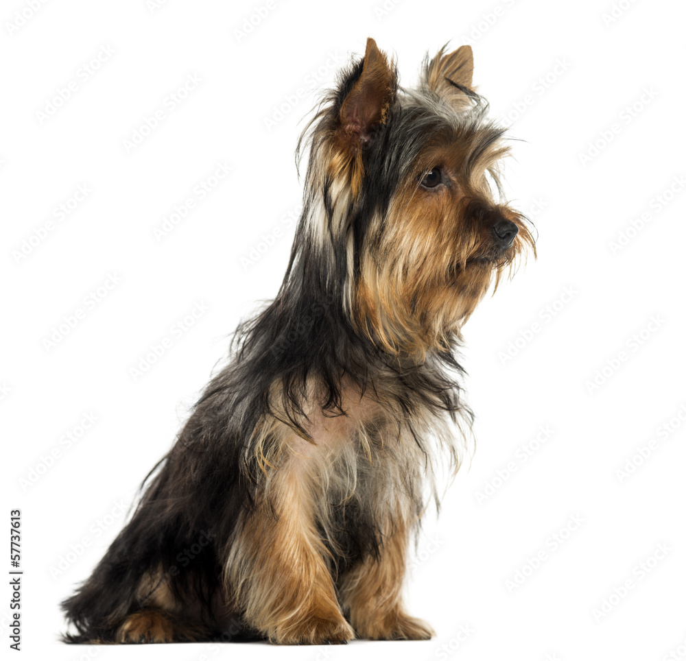 Side view of a Yorkshire terrier sitting, isolated on white Side view of a Yorkshire terrier sitting, isolated on white