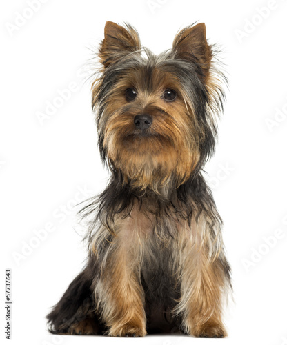 Yorkshire terrier sitting, isolated on white