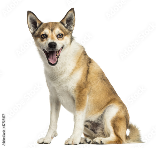 Fototapeta Naklejka Na Ścianę i Meble -  Norwegian Lundehund panting, sitting, isolated on white