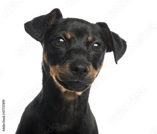 Close-up of a Pinscher, isolated on white