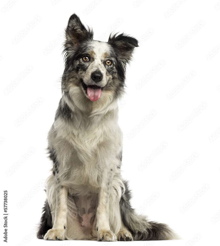 Border collie panting, sitting, isolated on white