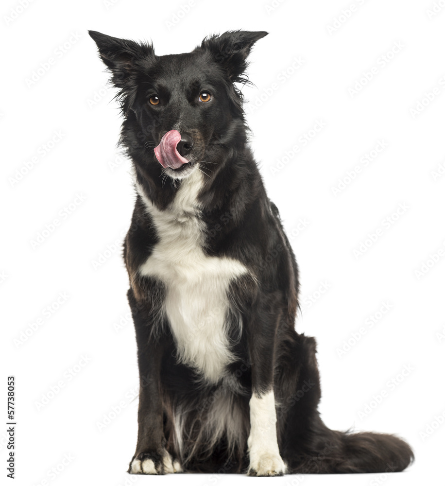 Border collie licking, sitting, isolated on white