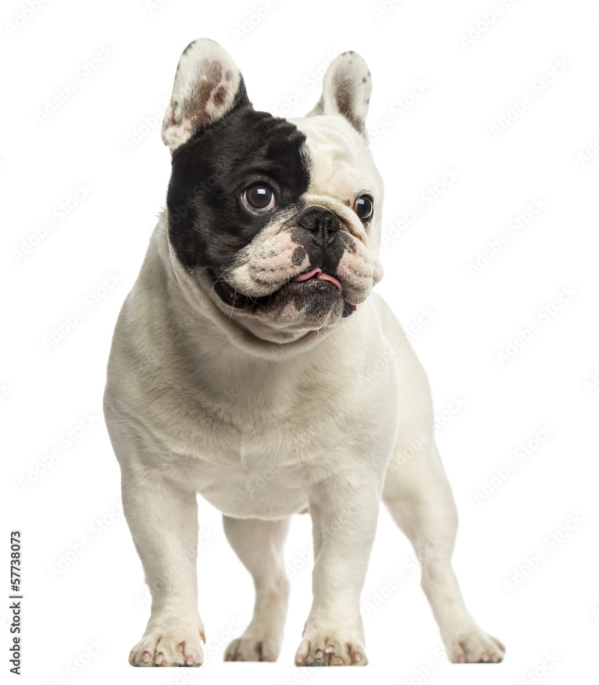 French bulldog standing, looking away, isolated on white
