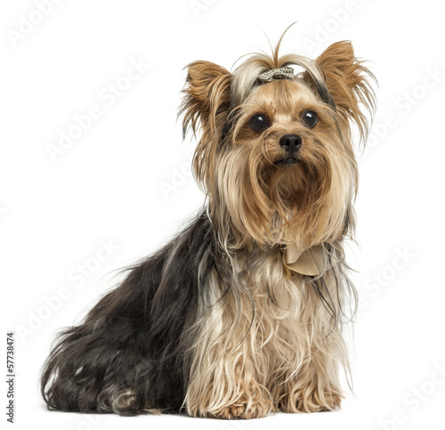 Yorkshire Terrier sitting wearing bows, isolated on white