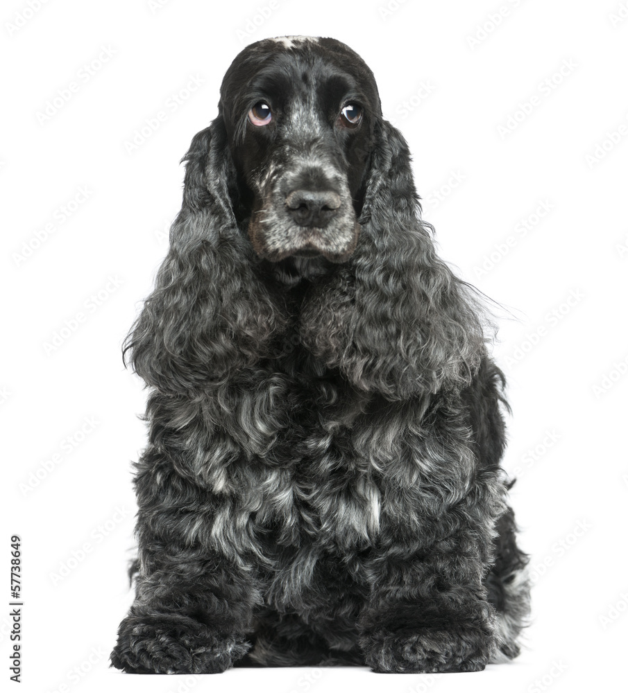English Cocker Spaniel, sitting, facing, isolated on white English Cocker Spaniel, sitting, facing, isolated on white