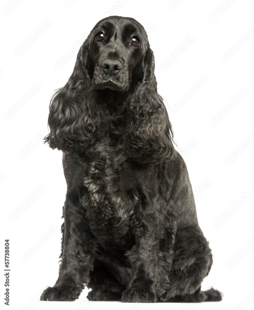 English Cocker Spaniel sitting, looking at the camera, isolated English Cocker Spaniel sitting, looking at the camera, isolated