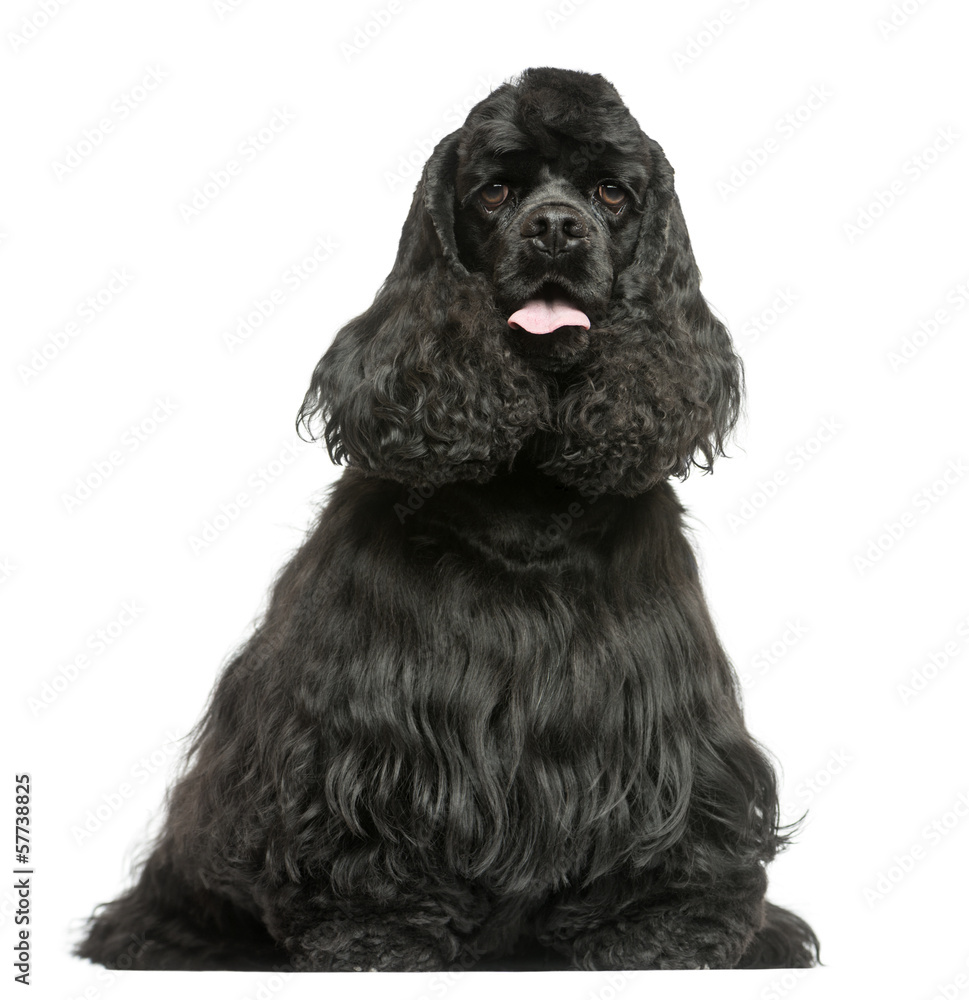 English Cocker Spaniel sitting, panting, isolated on white English Cocker Spaniel sitting, panting, isolated on white
