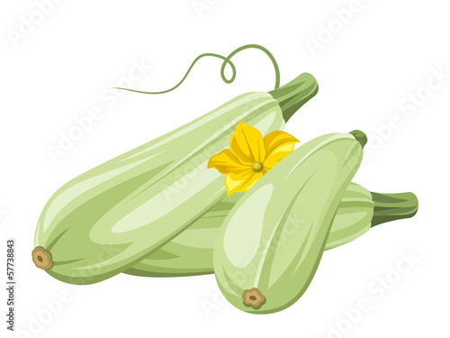 Marrow vegetables. Vector illustration.