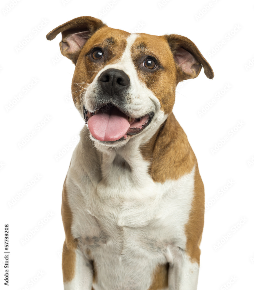 Close-up of an American Bulldog panting, isolated on white