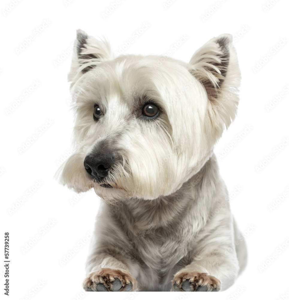 Front view of a West Highland White Terrier lying, isolated Front view of a West Highland White Terrier lying, isolated