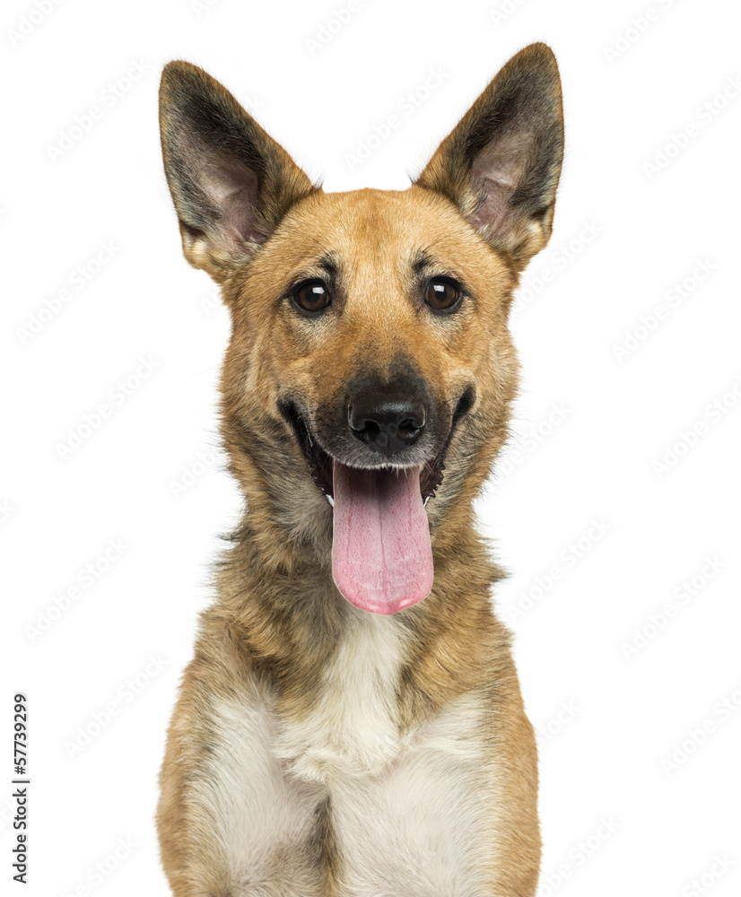 Close-up of a Belgian shepherd dog panting, isolated Close-up of a Belgian shepherd dog panting, isolated
