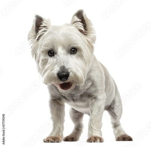 Front view of a West Highland White Terrier , isolated