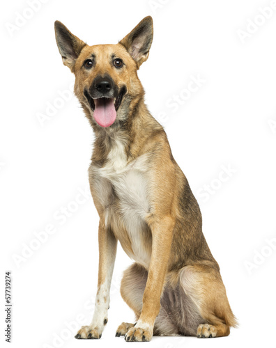 Belgian shepherd panting  sitting  isolated on white