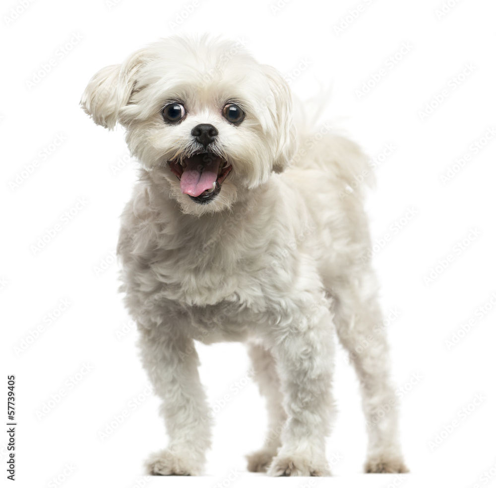 Front view of a Lhasa Apso panting, isolated on white Front view of a Lhasa Apso panting, isolated on white