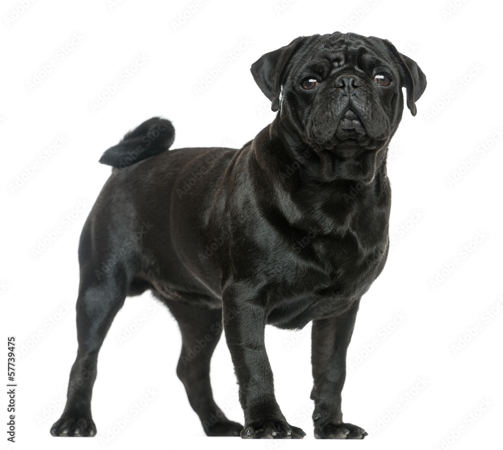 Side view of a Pug standing, isolated on white