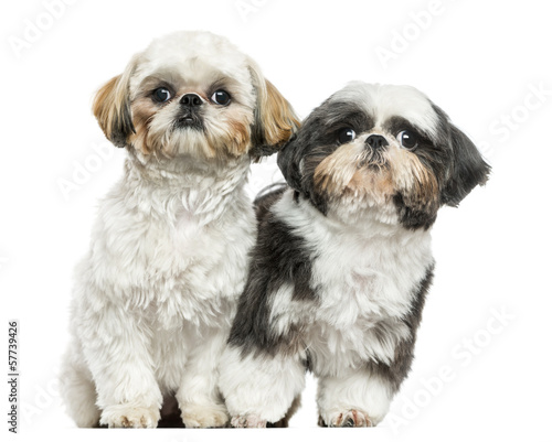 Two Shih Tzu sitting next to each other, looking at the camera © Eric Isselée