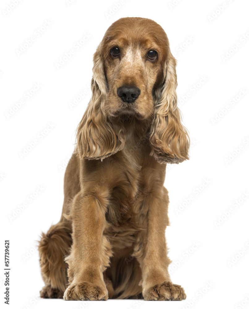 English Cocker Spaniel sitting, looking at the camera, isolated