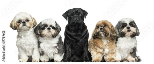 Front view of Dogs in a row, sitting, isolated on white