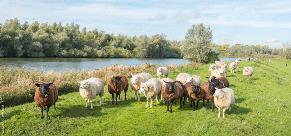 Fototapeta premium Brown and white sheep standing on a dike