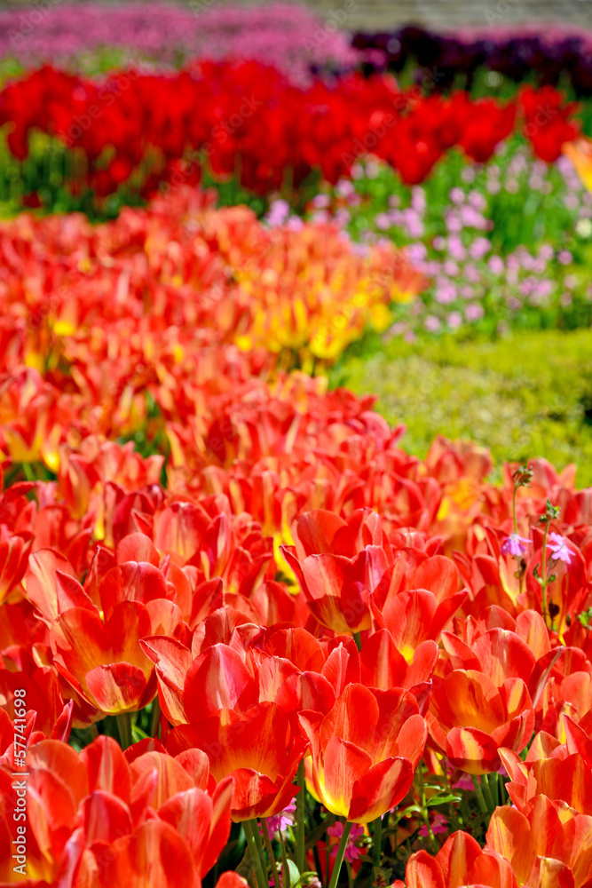 Beautiful tulips in a botanical garden Beautiful tulips in a botanical garden