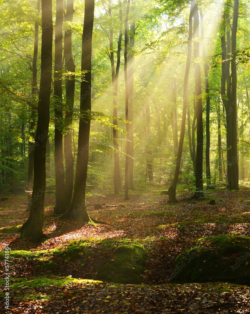 Obraz premium Forest