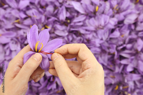 Womans hands separates saffron threads from the rest flower photo