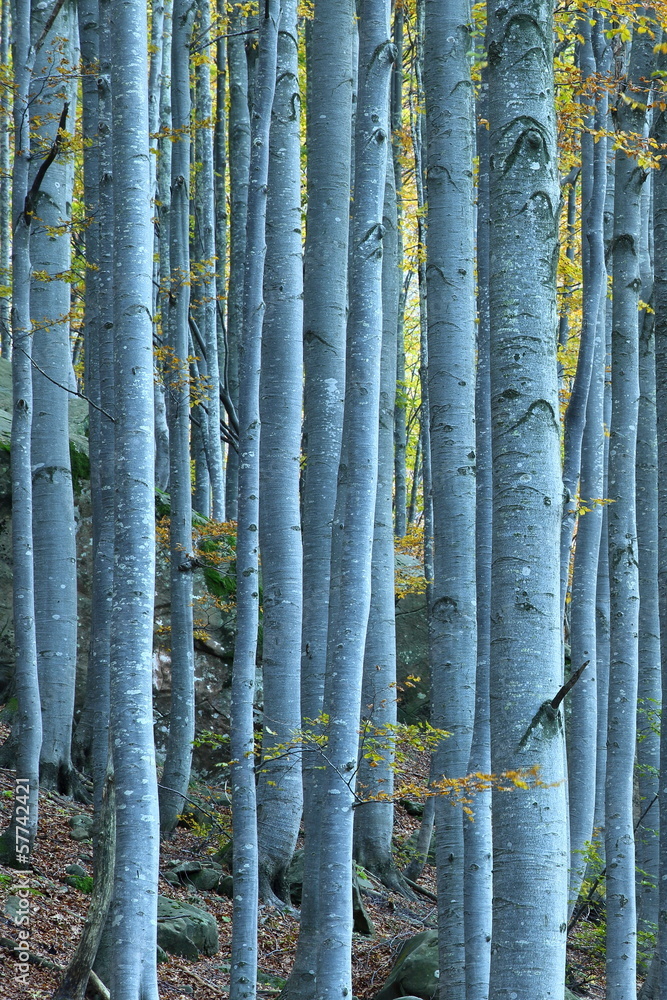 Beech forest in autumn Beech forest in autumn