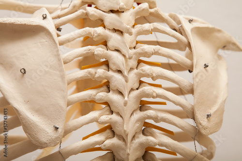 Close up of a plastic spine, used for chiropratic study photo