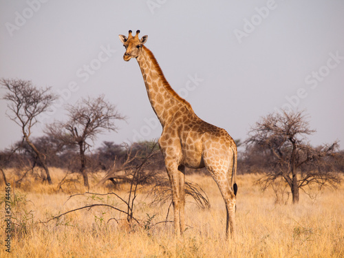 Giraffe in savanna